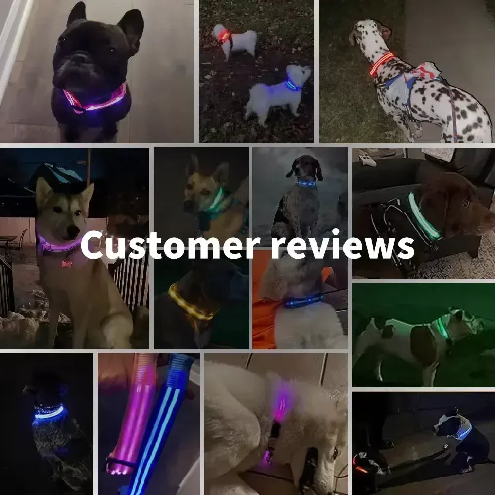 Coleira de cachorro brilhante com led, ajustável, recarregável, luminosa, noturna, anti-perda, luz para cães pequenos, produtos para animais de estimação